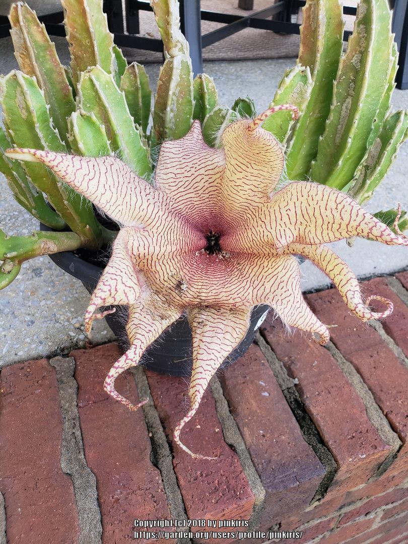 Photo of Starfish Plant (Ceropegia gigantea) uploaded by pinkiris