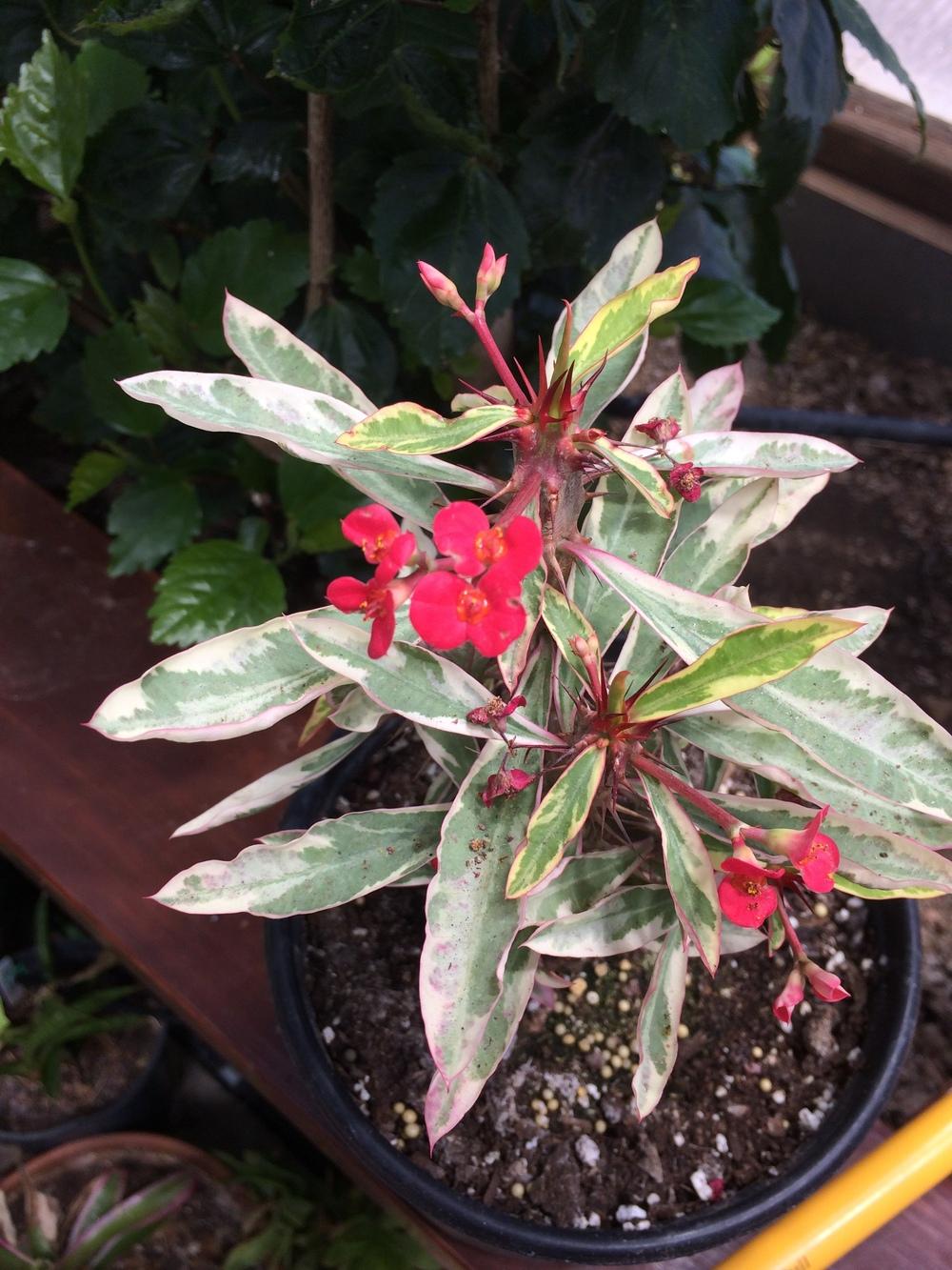 Photo of Crown of Thorns (Euphorbia milii) uploaded by plantmanager