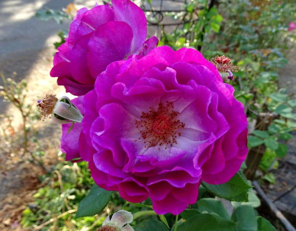 Photo of Rose (Rosa 'Wild Blue Yonder') uploaded by Beth_NorCal