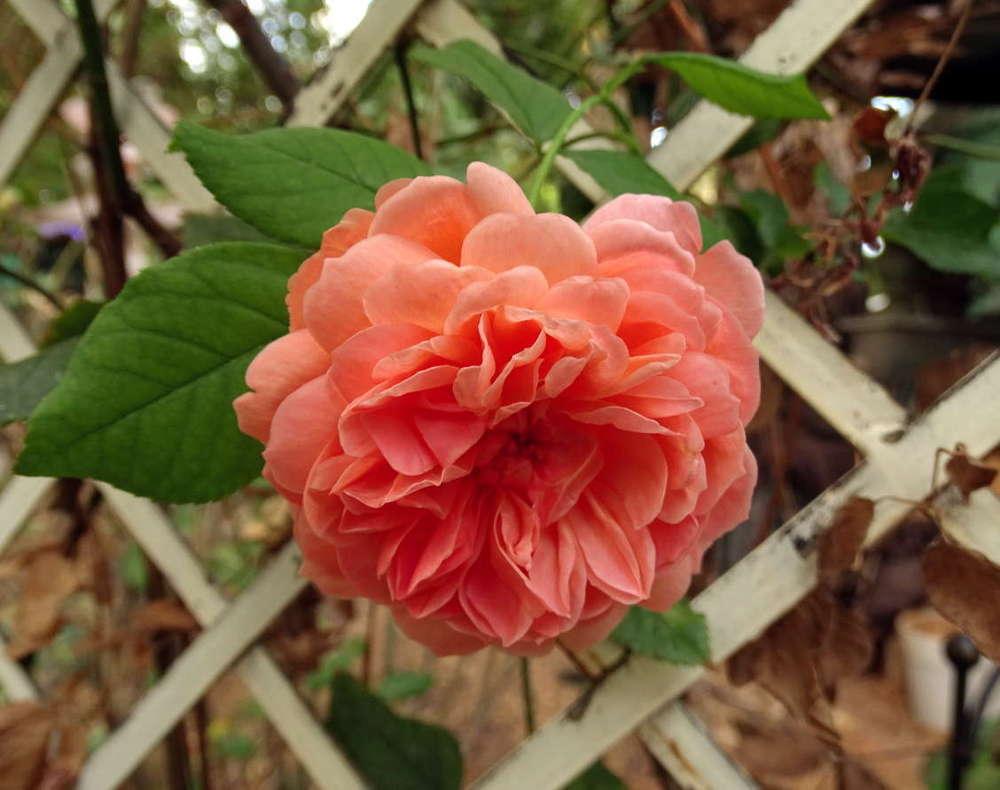 Photo of Rose (Rosa 'Summer Song') uploaded by Beth_NorCal