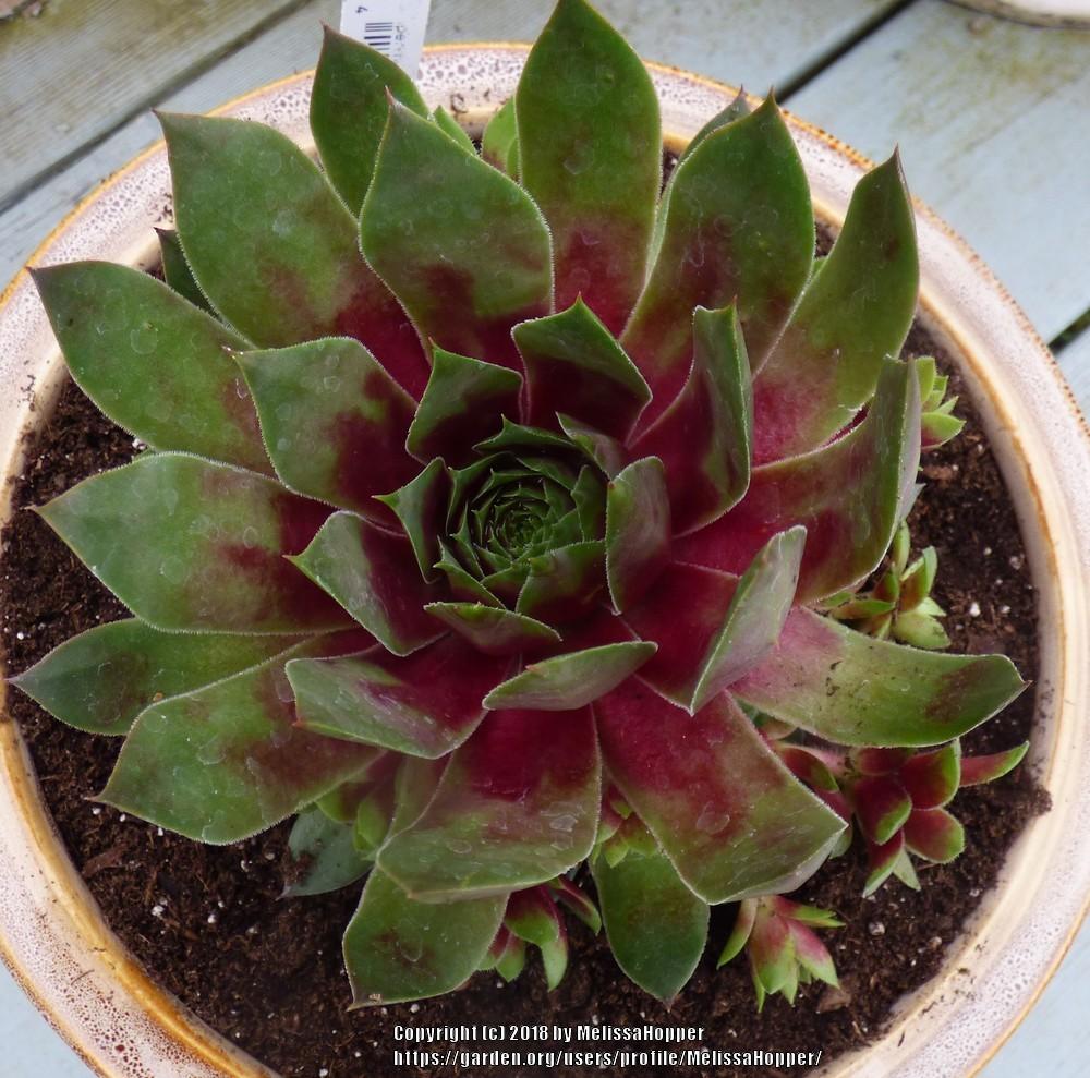 Photo of Hen and Chicks (Sempervivum 'Hopewell') uploaded by MelissaHopper