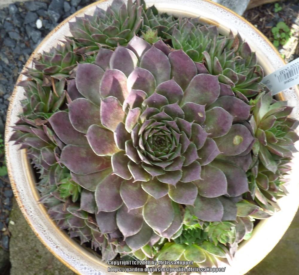 Photo of Hen and Chicks (Sempervivum 'Hopewell') uploaded by MelissaHopper