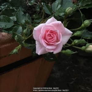 Rosa 'Pretty in Pink'