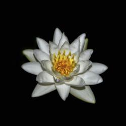 Location: Botanical Gardens of the State of Georgia...Athens, Ga
Date: 2018-10-04
Water Lily 060