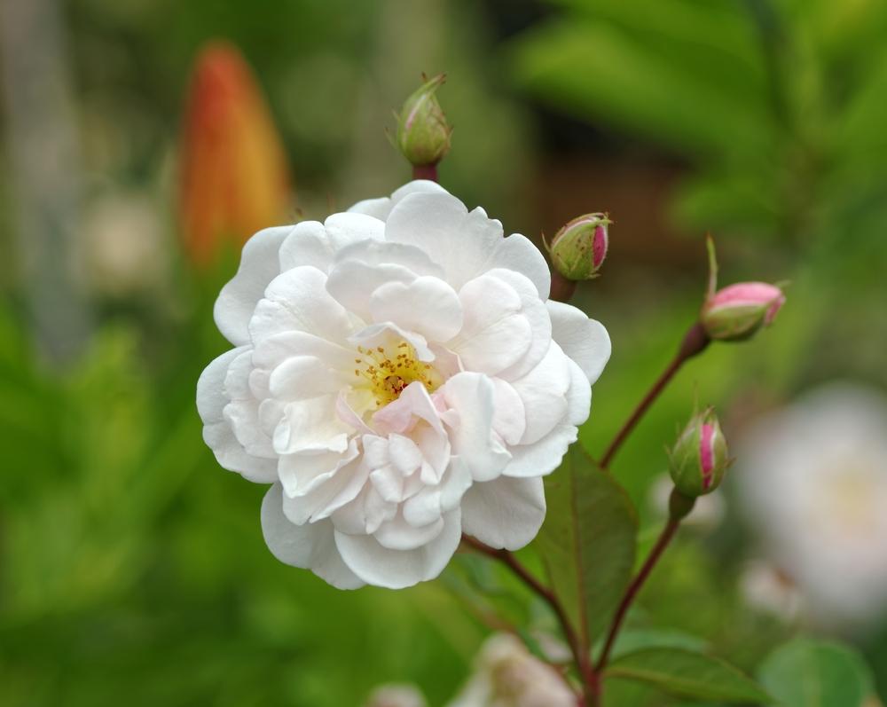 Photo of Rose (Rosa 'Marie Pavie') uploaded by evermorelawnless