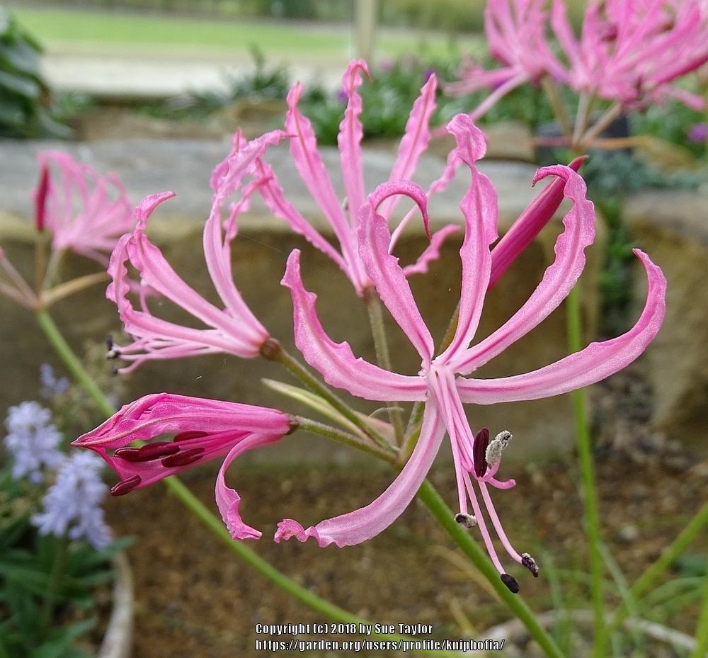 Photo of Guernsey Lily (Nerine filifolia) uploaded by kniphofia