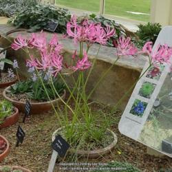 Location: RHS Harlow Carr alpine house, Yorkshire
Date: 2018-10-07