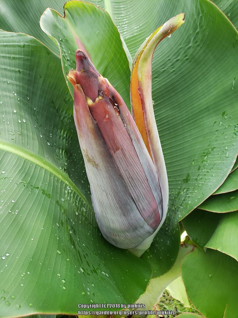 Photo of Dwarf Banana (Musa acuminata 'Super Dwarf Cavendish') uploaded by pinkiris