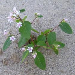 Location: Grandview Heights Land - Castlegar, B.C.
Date: 2007-07-30
- Dogbane emerges from the sand, perfuming the air with its fragr