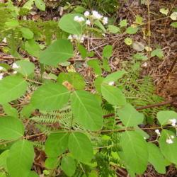 Location: Grandview Heights Land - Castlegar, B.C.
Date: 2006-08-01
- Characteristics are: rounded, opposite leaves; spreading branch