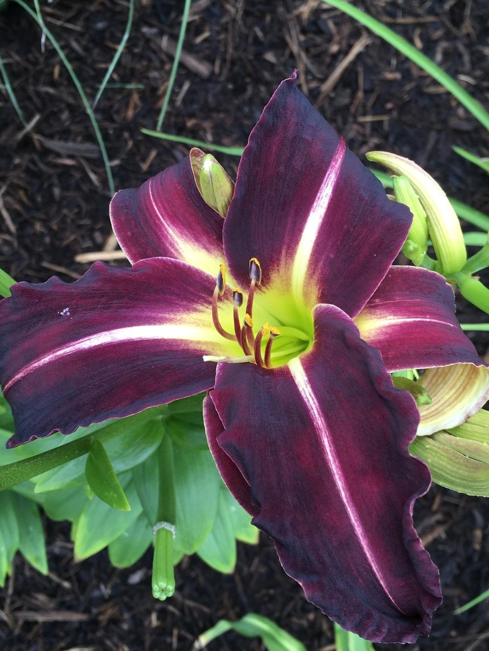 Photo of Daylily (Hemerocallis 'Creature of the Night') uploaded by Legalily