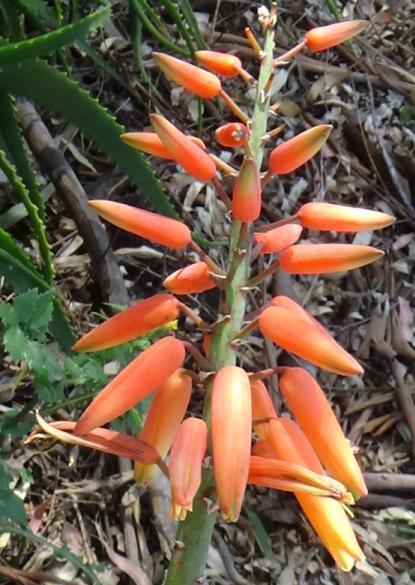 Photo of Fan Aloe (Kumara plicatilis) uploaded by ausrpned