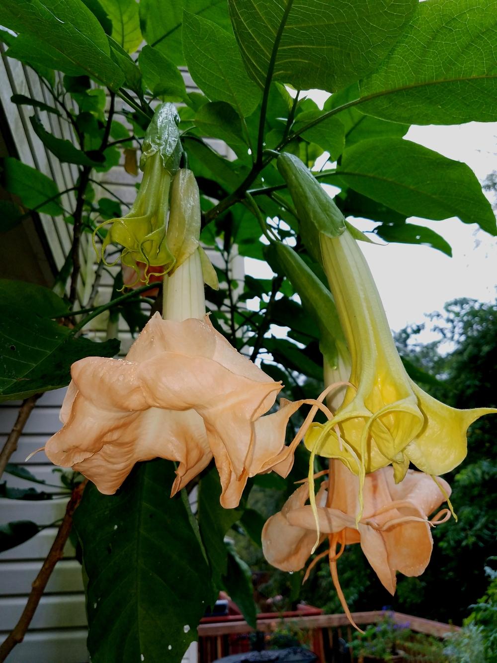 Photo of Angel's Trumpet (Brugmansia 'New Orleans Lady') uploaded by Gerris2