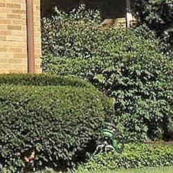 Location: northeast Illinois
Date: 2016-08-26
shrub at corner of parent's house in 1970's