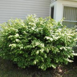 Location: Newtown Square, Pennsylvania
Date: 2011-08-05
mature shrub that has been pruned down at times