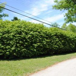 Location: West Chester, Pennsylvania
Date: 2011-05-10
a row of shrubs as a screen