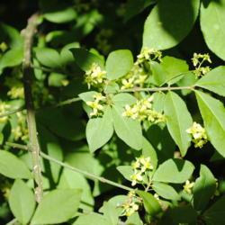 Location: West Chester, Pennsylvania
Date: 2011-05-10
yellowish little flowers and leaves