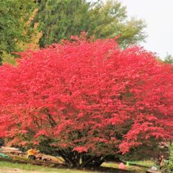 Location: southeast Pennsylvania
Date: 2010-10-20
full-grown shrub in backyard in fall