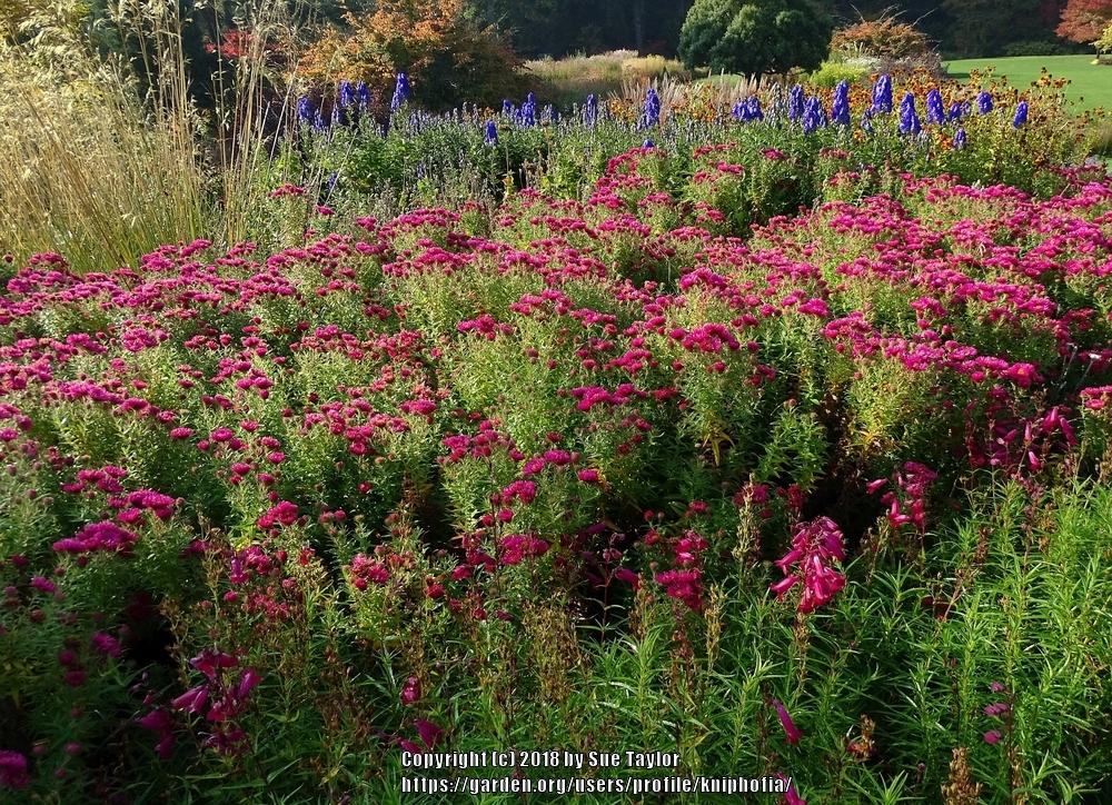 Photo of New England Aster (Symphyotrichum novae-angliae 'Andenken an Alma Pötschke') uploaded by kniphofia