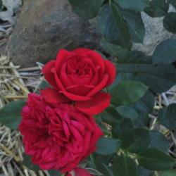 Location: Mountains of northern California
Date: 2018-09-25
This is one of my favorite roses ... it is an excellant rose in m
