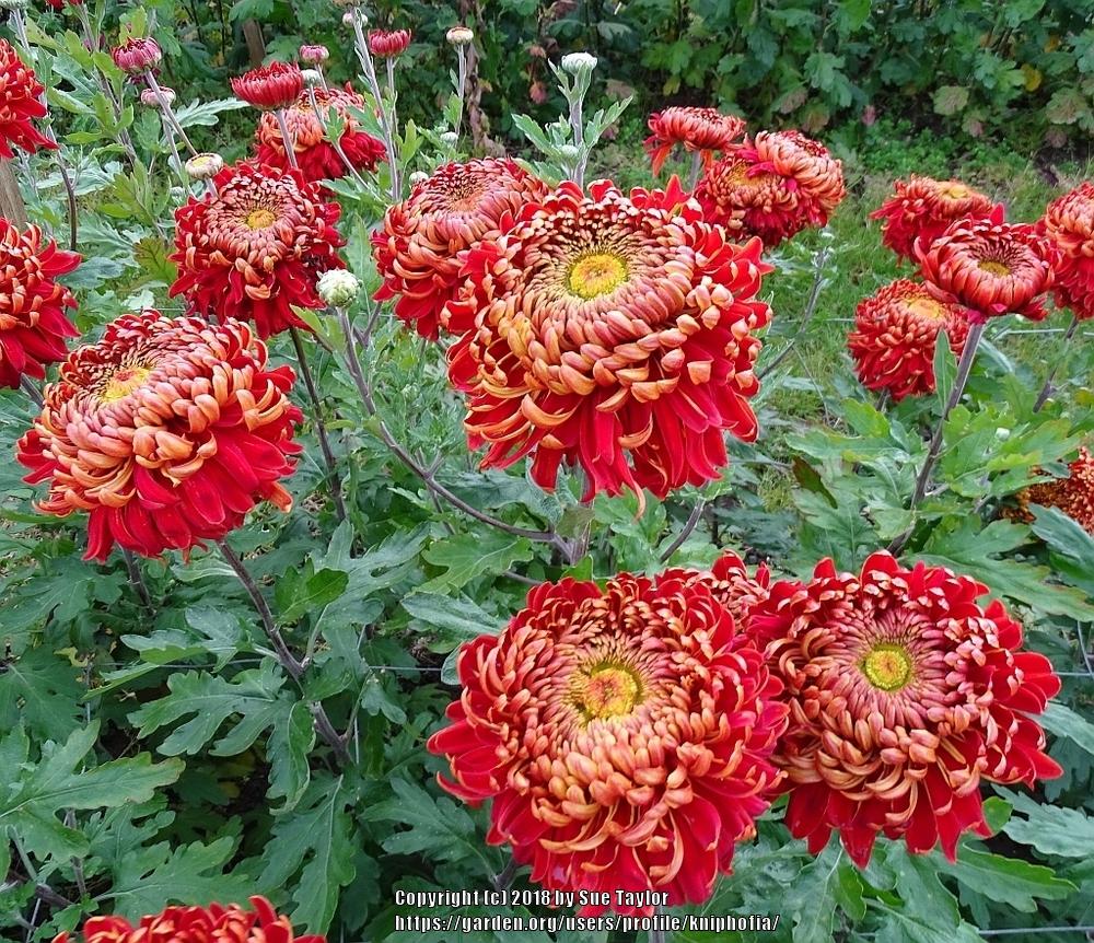 Photo of Mum (Chrysanthemum 'Hanenburg') uploaded by kniphofia