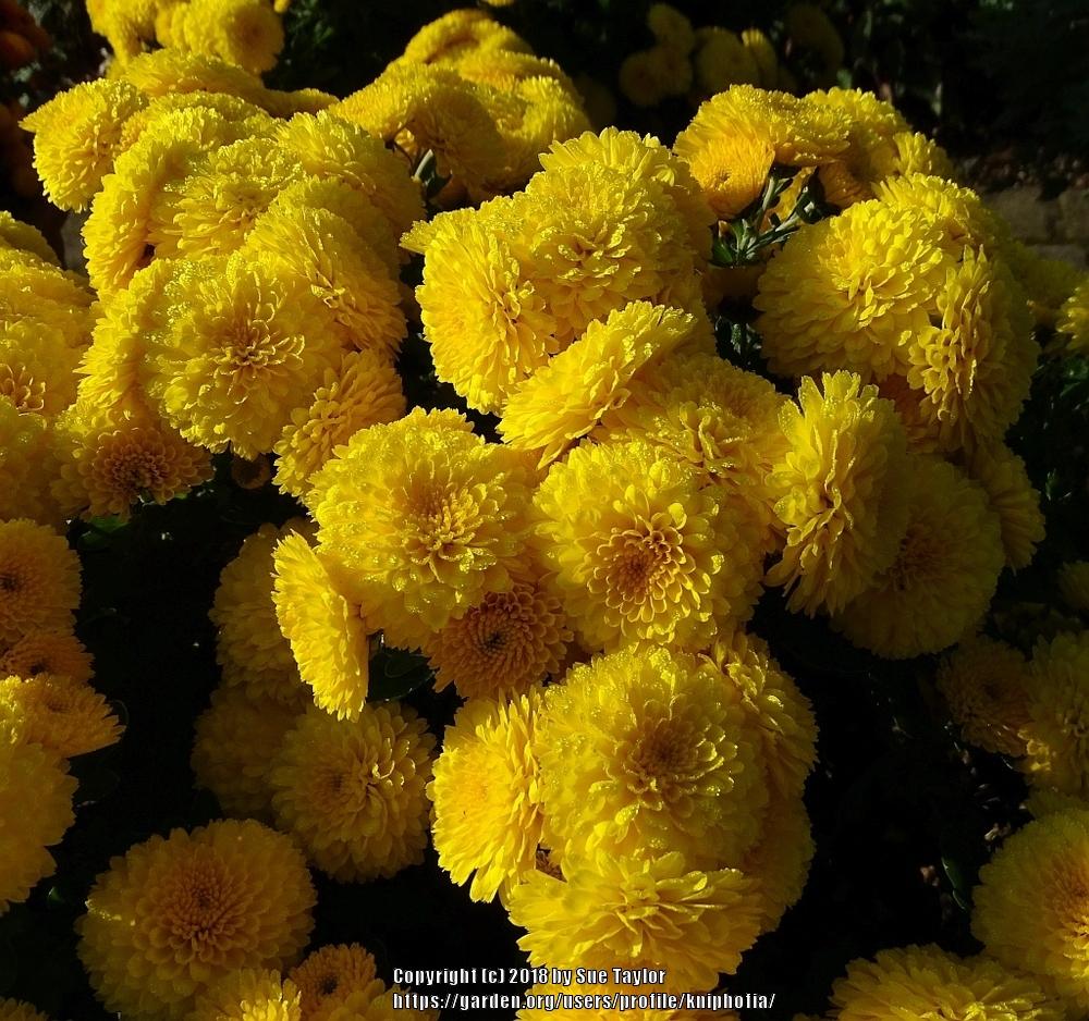 Photo of Mum (Chrysanthemum Natalie) uploaded by kniphofia