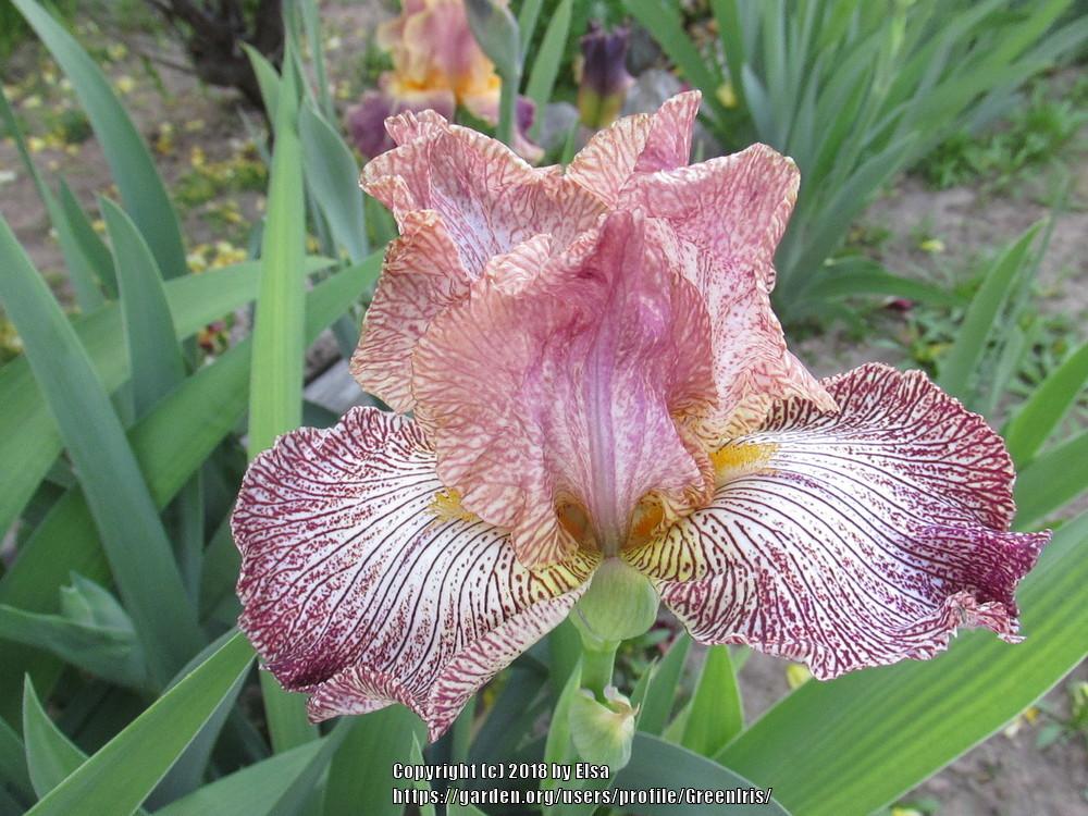 Photo of Tall Bearded Iris (Iris 'Roadmap') uploaded by GreenIris