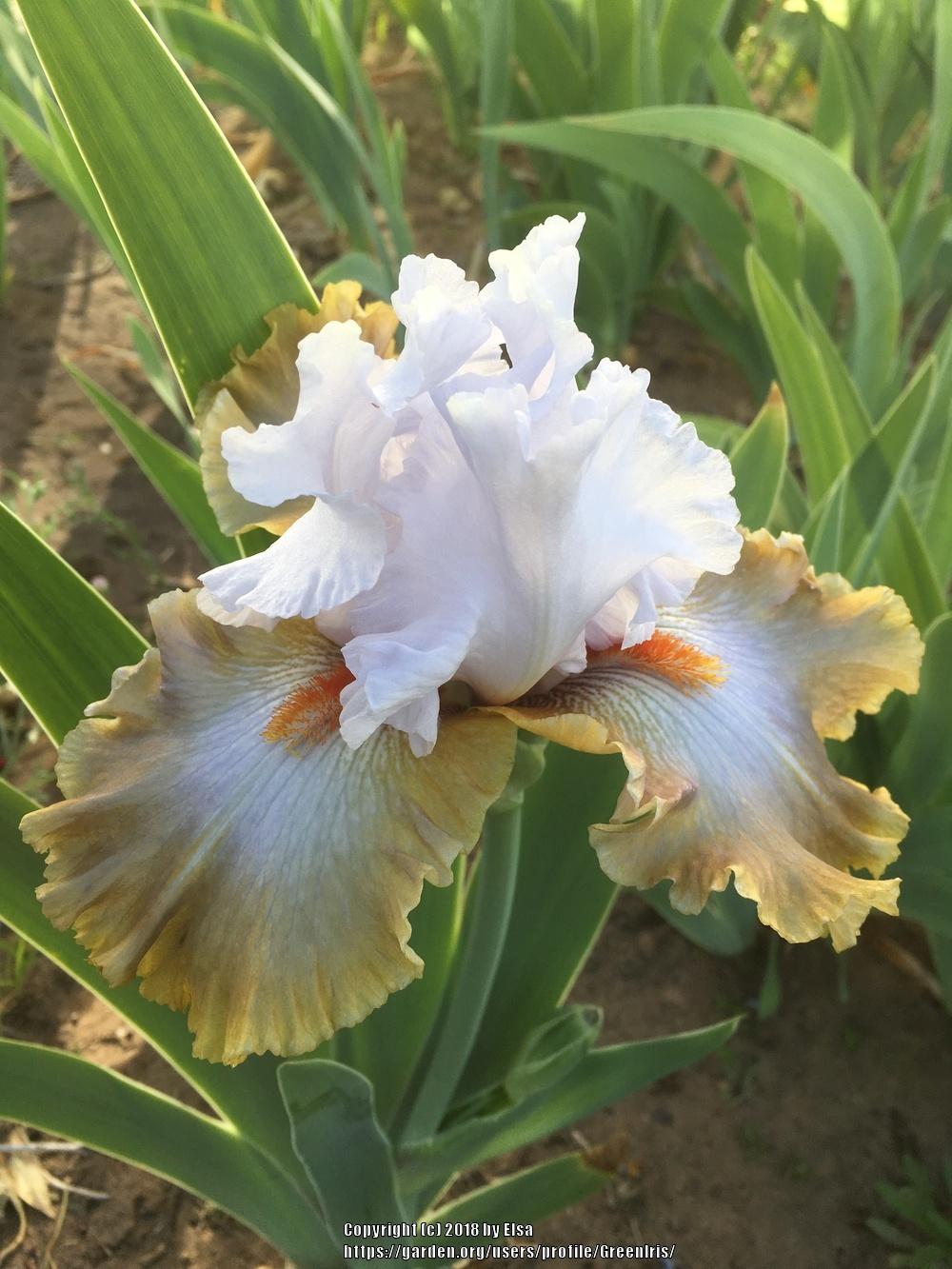 Photo of Tall Bearded Iris (Iris 'Snaparazzi') uploaded by GreenIris