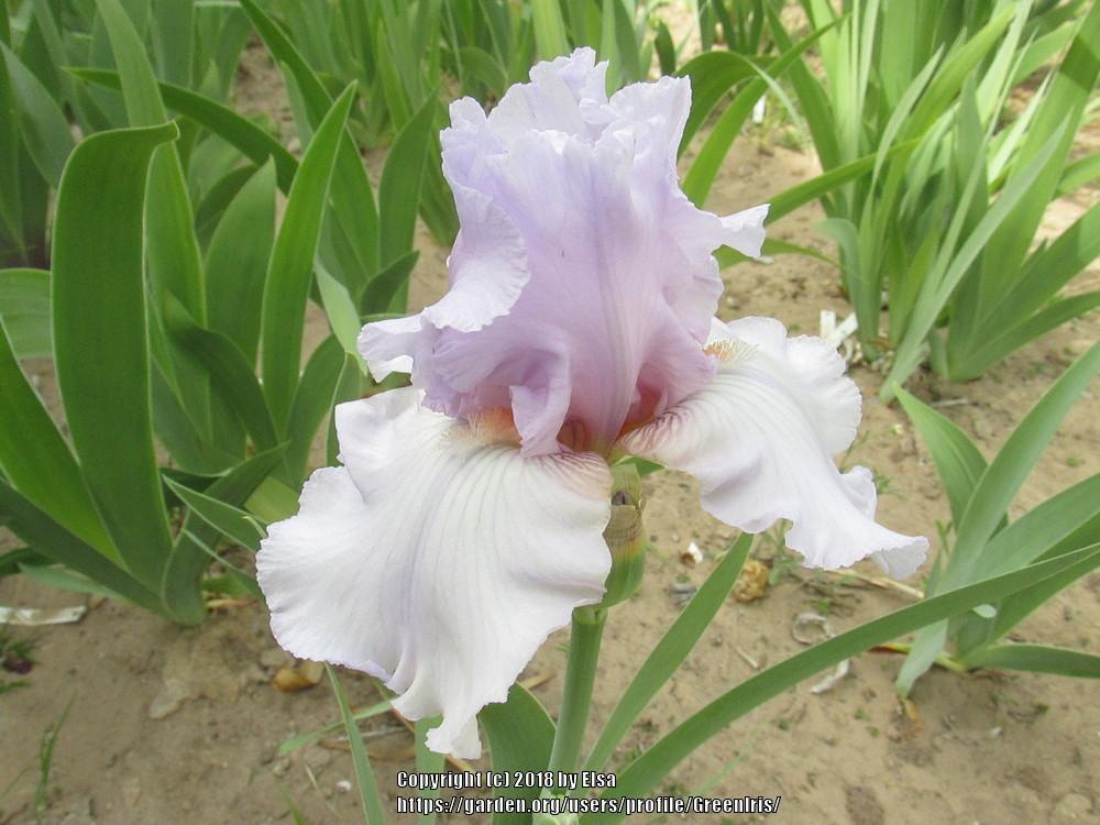 Photo of Tall Bearded Iris (Iris 'Silverado') uploaded by GreenIris