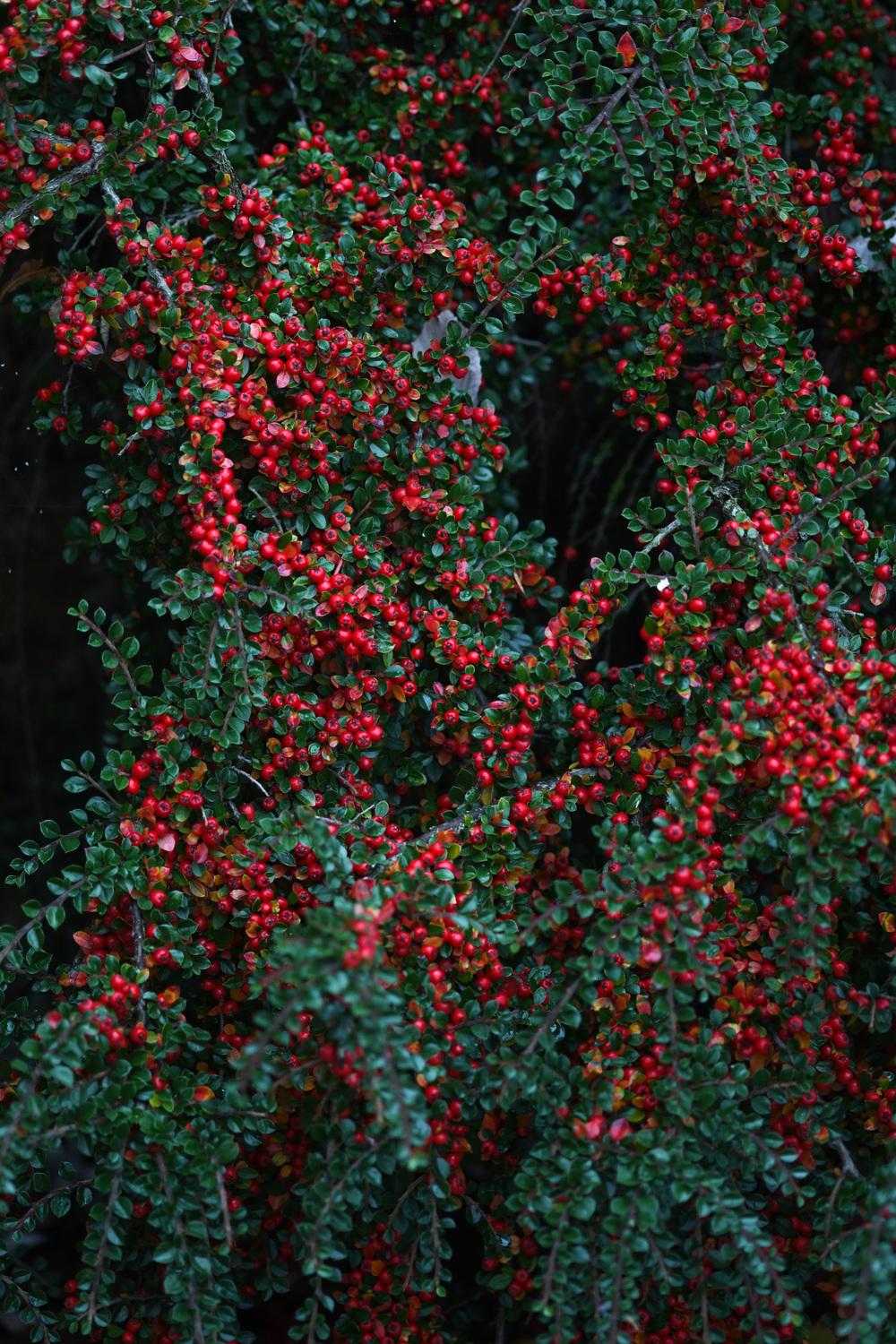 Photo of Rock Cotoneaster (Cotoneaster horizontalis) uploaded by cliftoncat