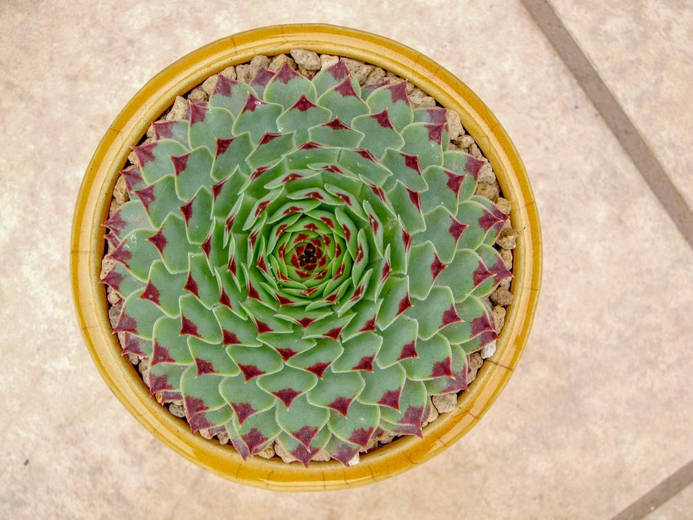 Photo of Hen and Chicks (Sempervivum calcareum) uploaded by Baja_Costero