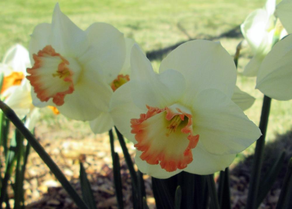 Photo of Daffodil (Narcissus 'Pink Mixed') uploaded by lauribob