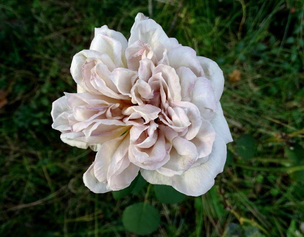 Photo of Rose (Rosa 'Grey Pearl') uploaded by Beth_NorCal