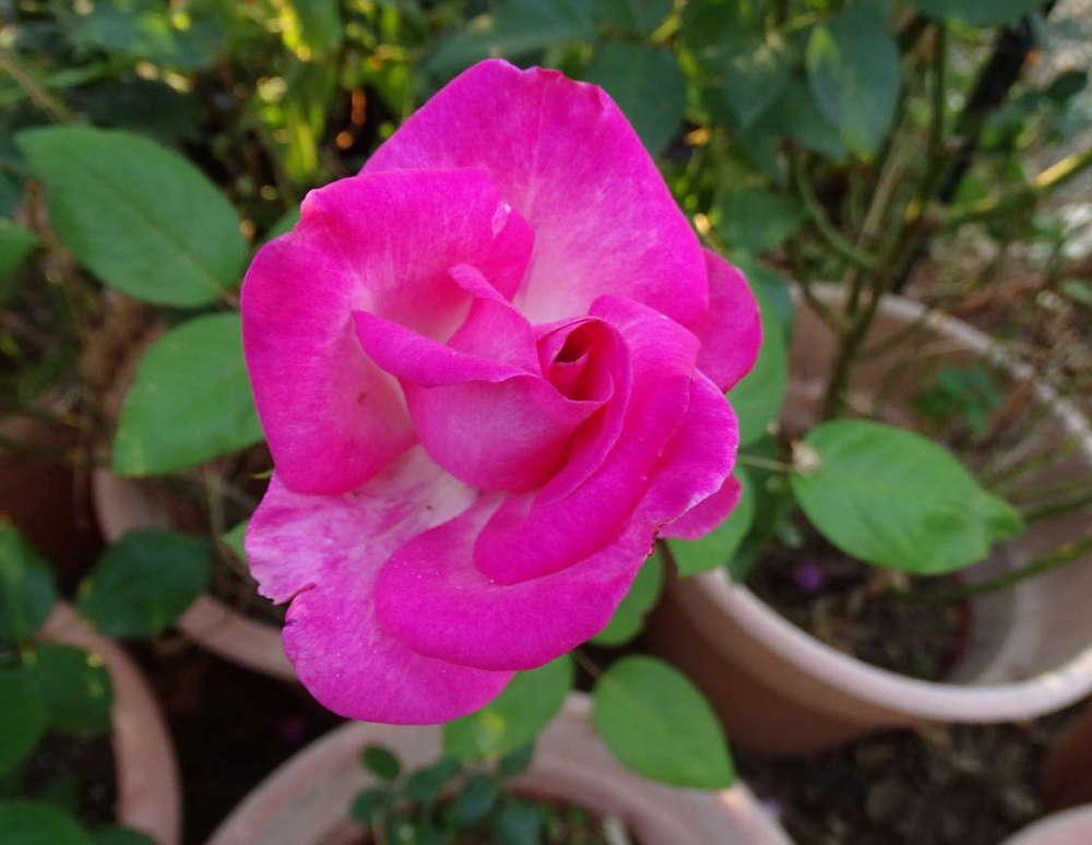 Photo of Rose (Rosa 'Signature') uploaded by Beth_NorCal