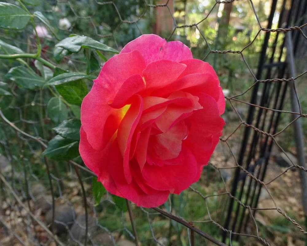 Photo of Rose (Rosa 'Gebrueder Grimm') uploaded by Beth_NorCal