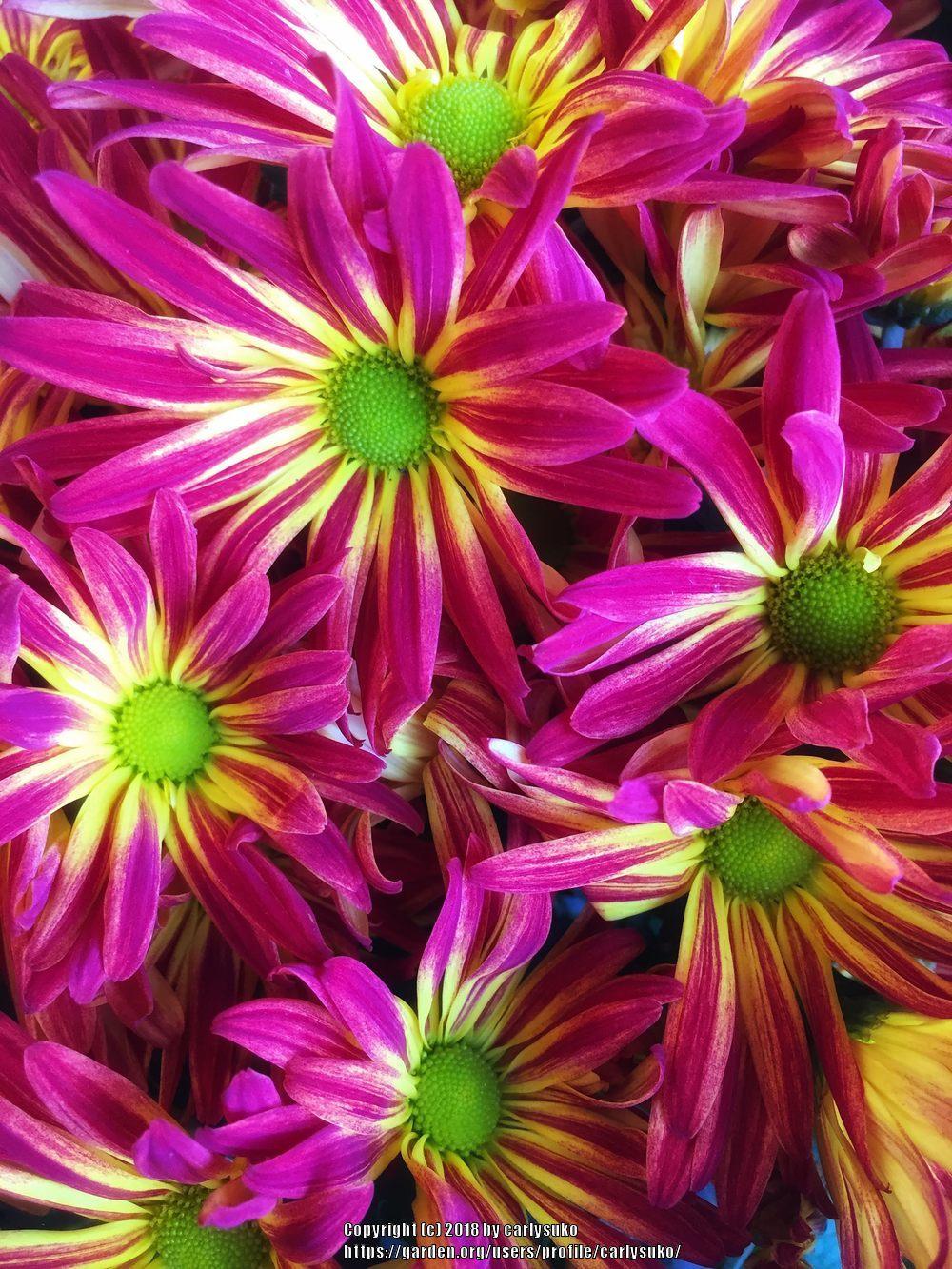 Photo of Chrysanthemum uploaded by carlysuko
