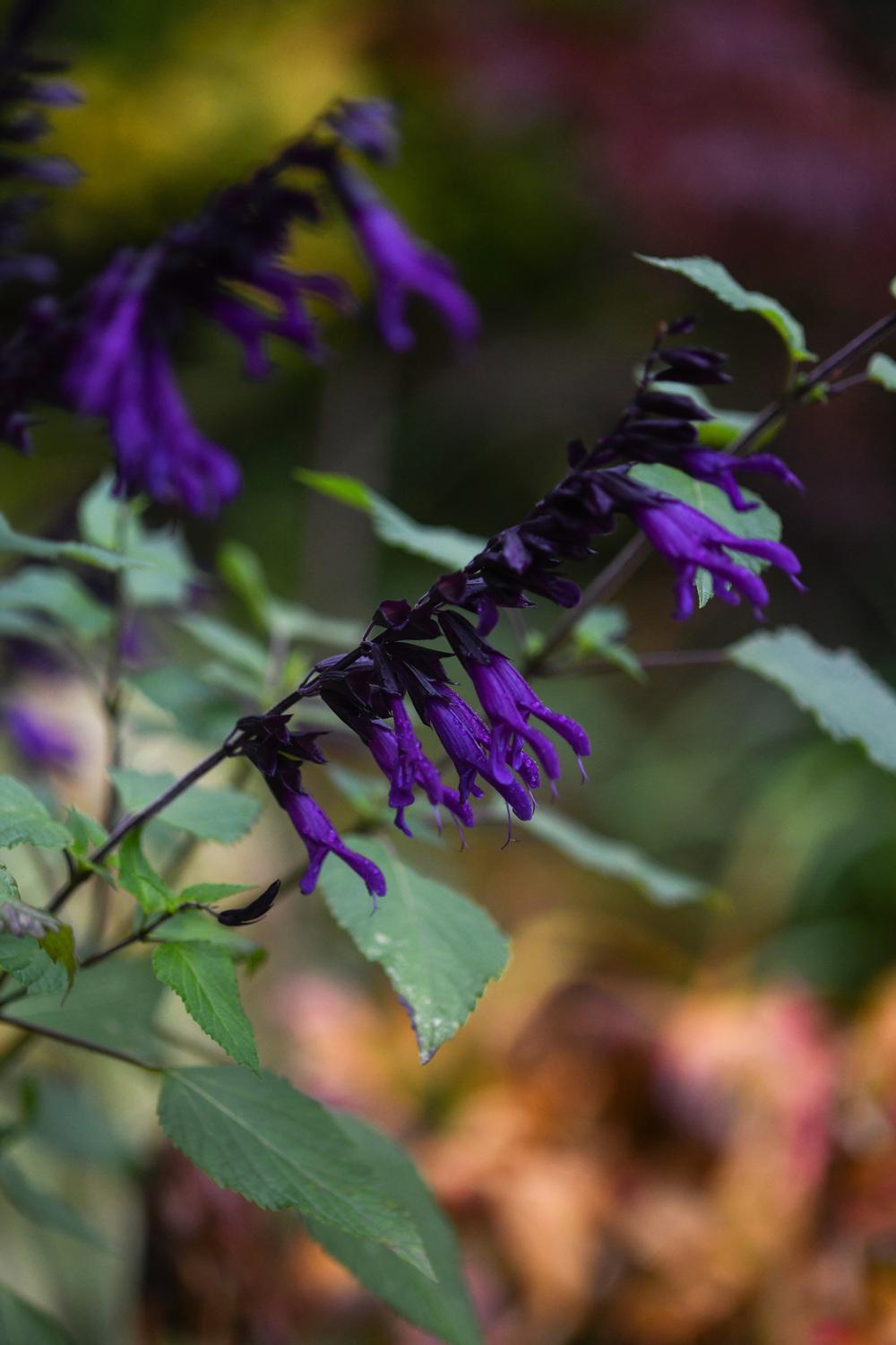 Photo of Salvia 'Amistad' uploaded by cliftoncat