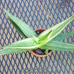 
Date: 2018-10-15
Aloe maculata saponaria variegata