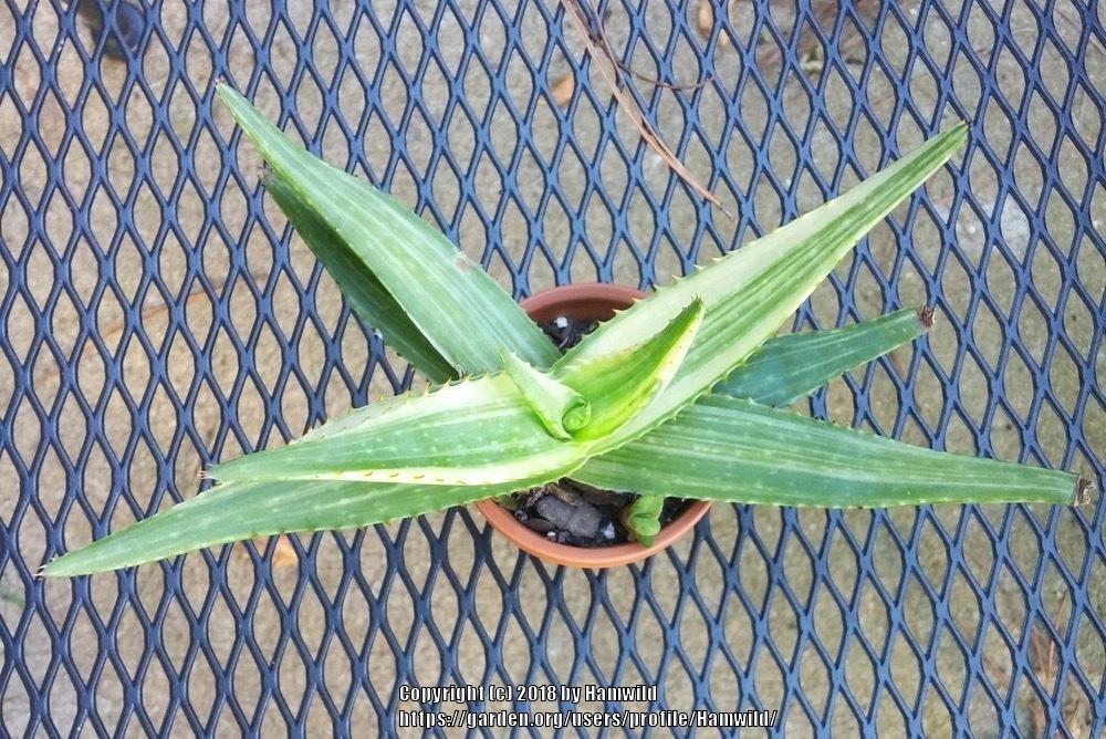 Photo of Soap Aloe (Aloe maculata) uploaded by Hamwild