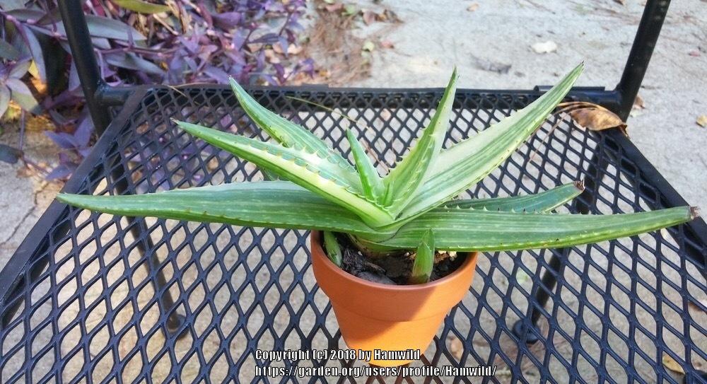Photo of Soap Aloe (Aloe maculata) uploaded by Hamwild