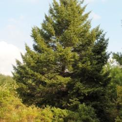 Location: Thomas Darling Preserve in northern Pennsylvania
Date: 2016-09-13
Red Spruce (Picea rubens) tree