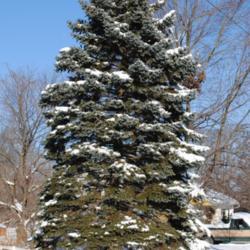 Location: Downingtown, Pennsylvania
Date: 2009-12-20
Colorado Spruce (Picea pungens) tree