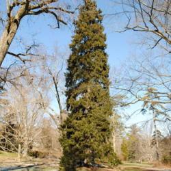 Location: Tyler Arboretum near Media, Pennsylvania
Date: 2010-01-09
Oriental Spruce (Picea orientalis) tree from Turkey
