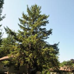 Location: Wheaton, Illinois
Date: 2018-08-22
White Spruce (Picea glauca) tree
