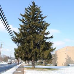 Location: Downingtown, Pennsylvania
Date: 2010-01-08
Norway Spruce (Picea abies) tree