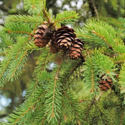 Location: Morton Arboretum in Lisle, Illinois
Date: 2016-07-18
Red Spruce cones and twigs