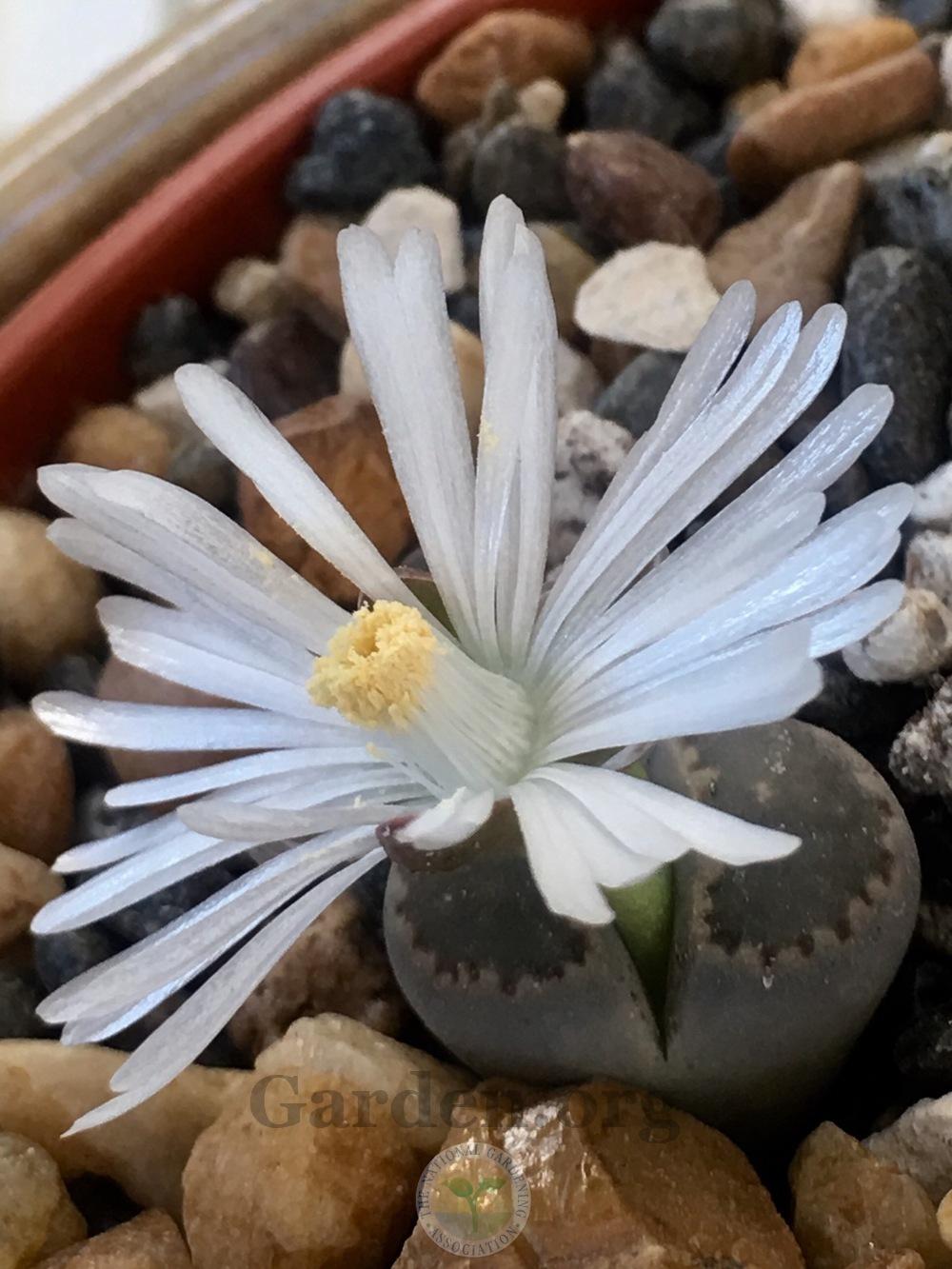 Photo of Living Stones (Lithops) uploaded by springcolor