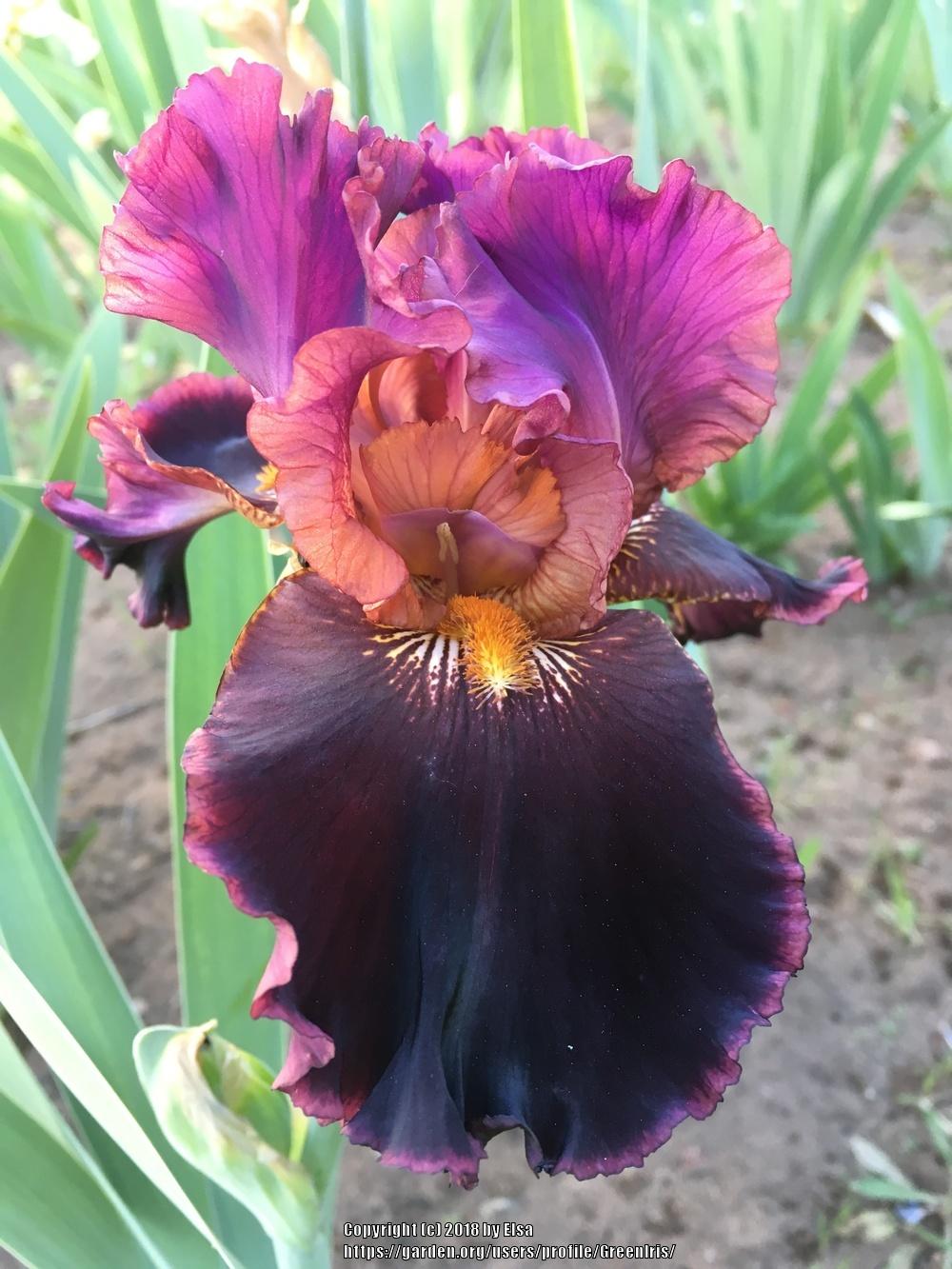 Photo of Tall Bearded Iris (Iris 'Strozzapreti') uploaded by GreenIris
