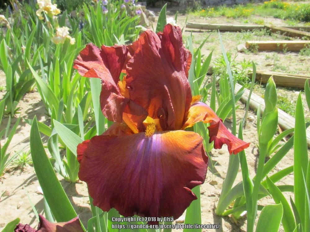 Photo of Tall Bearded Iris (Iris 'Terre de Feu') uploaded by GreenIris