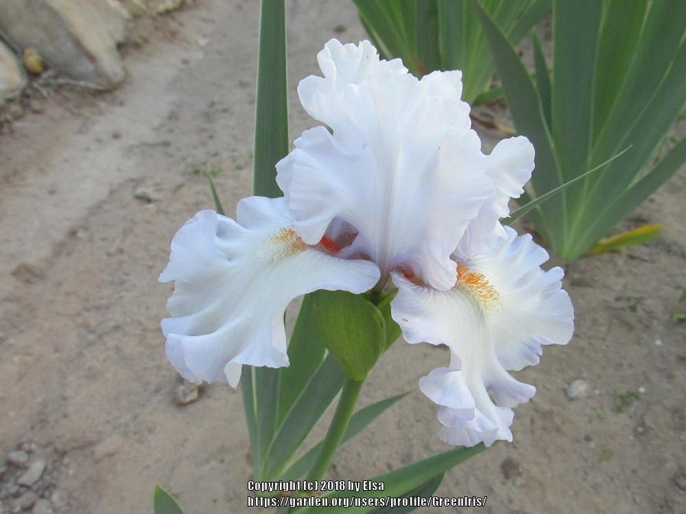 Photo of Tall Bearded Iris (Iris 'Waterline') uploaded by GreenIris
